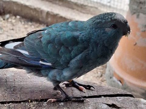 Cède Kakariki 30 45240 La fert-saint-aubin