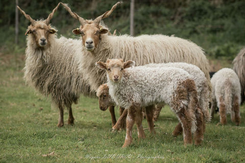 Moutons Racka 175 56310 Bubry