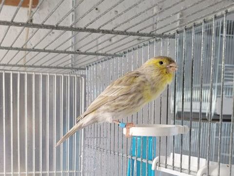 Canaris mosaïque jaune d excellente qualités 25 50420 Troisgots