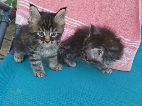 Chaton Maine coon 1000 24600 Allemans