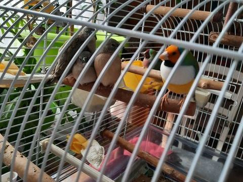    JE RECHERCHE 1 femelle GOULDS ! proche du val de marne !
50 94310 Orly