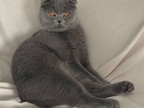 scottish fold shorthair  2 ans 0 94160 Saint-mandé