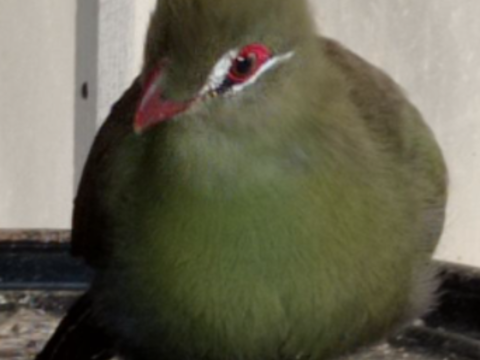 TOURACO PERSA 0 76480 Saint-pa�r