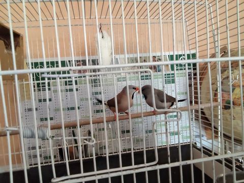 Couple de diamant de. Heck 60 46400 Saint-cr