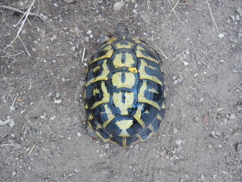 recherche tortue boettgeri  adulte 0 13013 Marseille