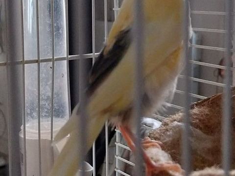 Canaris bec droit 25 17260 G�mozac