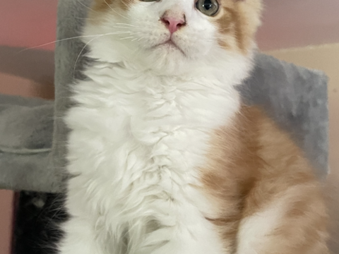 Chatons maine coon 750 84500 Boll�ne