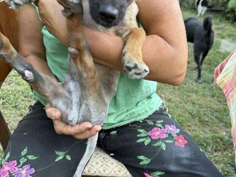 Billy &agrave; l'adoption, en urgence 50 50000 Baudre