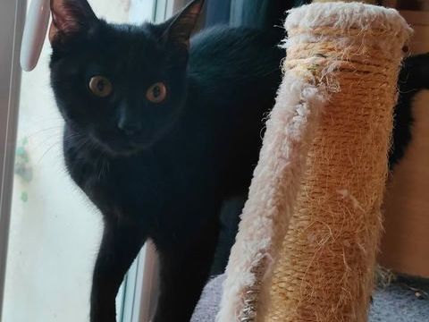 Siana jeune chatte 8 mois tres gentille et caline a adopter 140 11000 Carcassonne