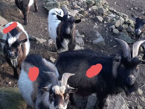 Magnifiques boucs nains 50 61430 M�nil-hubert-sur-orne