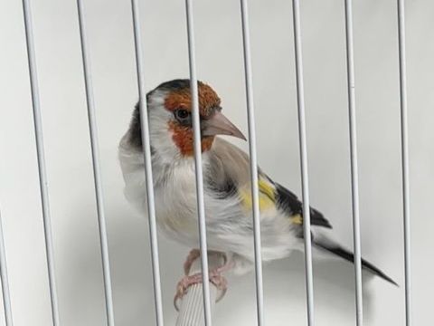Canari major 120 77000 Melun