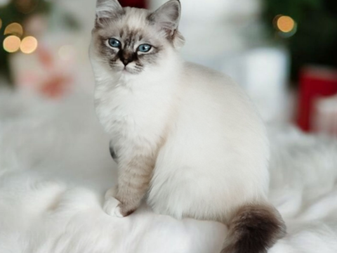 Sacré de Birmanie loof 1000 56140 Tral