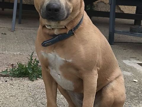 ULKA, chienne type bull terrier, 3 ans 220 34000 Montpellier