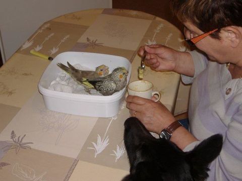 . couple de callopsitte &eacute;lever main male tr&egrave;s chanteur 150 32330 Gondrin