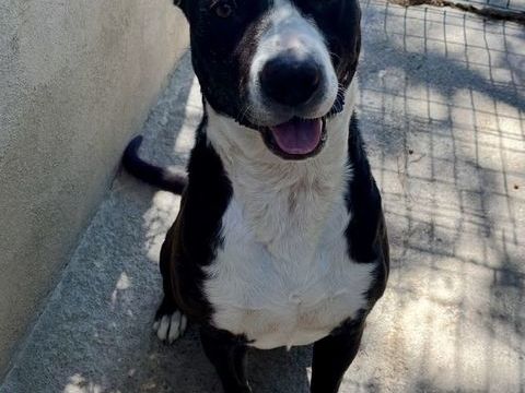 BADABOUM, crois&eacute; labrador, 2 ans 220 34500 Béziers
