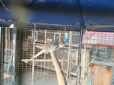 perruche princesse de Galles 90 79400 Azay-le-brl