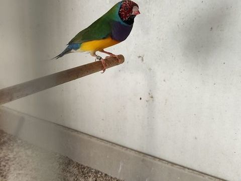 Gould male. 45 13200 Arles