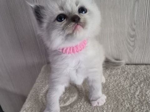 Chatons Ragdoll LOOF a r&eacute;serv&eacute; 1300 54400 Longwy