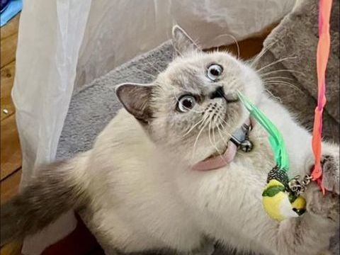 Magnifique scottish straight point 0 75011 Paris