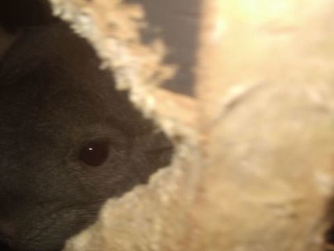 2 chinchillas femmelle 100 02410 Saint-gobain