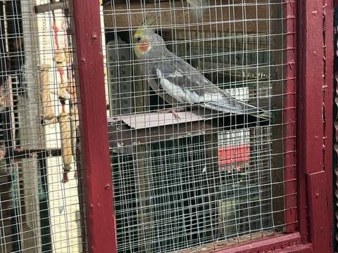 oiseaux caloptiste plusieurs mutations plus canaris mosaïque de l'Anne 30 50520 Reffuveille