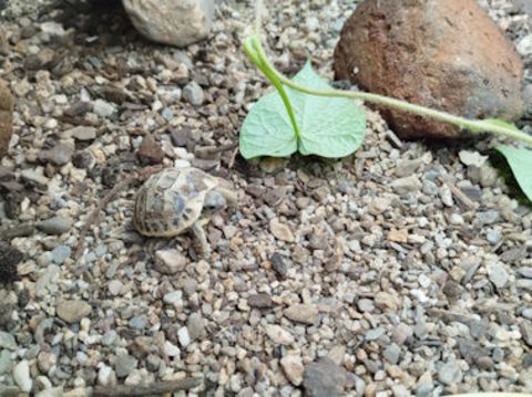 Tortue de Terre 40 66350 Toulouges