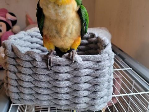 Ca&iuml;ques 500 51000 Ch�lons-en-champagne