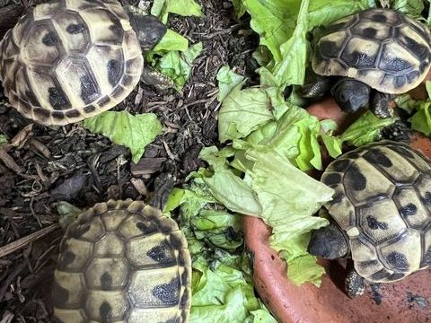 Hermann 4 mois 50 17550 Dolus-d'ol�ron