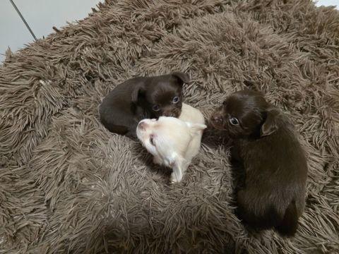 Bebe chihuahua poile long chocolat 0 78130 Les mureaux