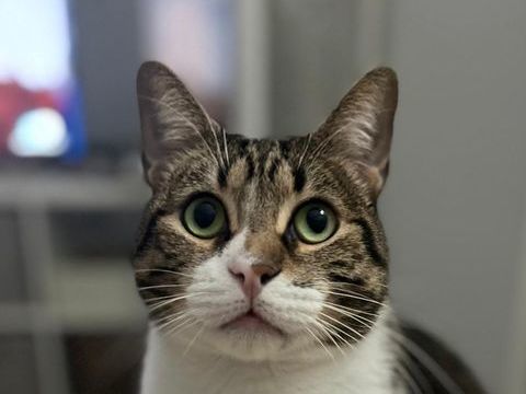 SIMBA 220 27620 Gasny