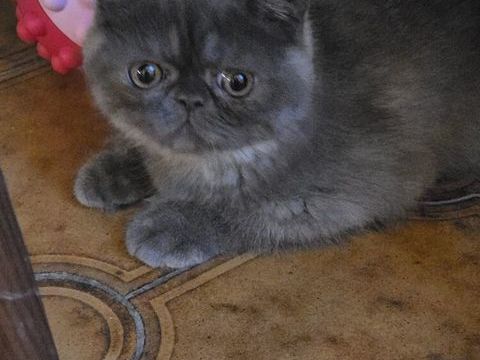 EXOTIC SHORTHAIR PERSAN 1100 30210 Lédenon