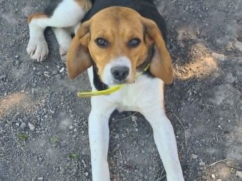 AYA femelle type beagle 8 mois 250 17360 Saint-aigulin