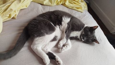 Jolie chatte qui s'appelle Mia 0 92400 Courbevoie