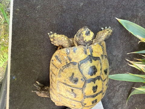 Tr&egrave;s belle tortue grecque
M&acirc;le &acirc;g&eacute; de 15 ans 300 83400 Hy�res