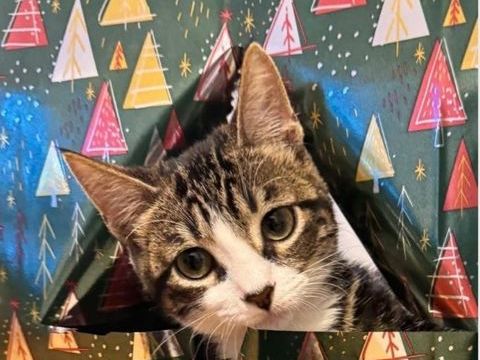 Suki 180 92150 Suresnes