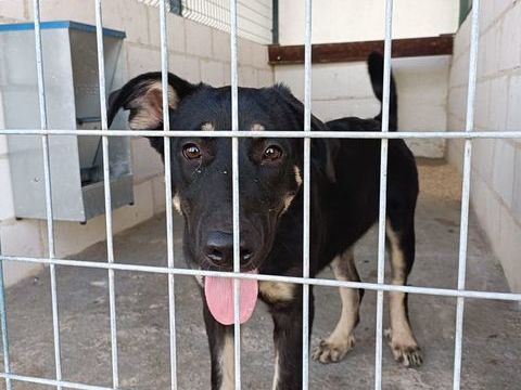 REBECA 300 95610 �ragny