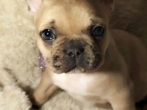 Superbe chiot bouledogue français 1000 07470 Coucouron