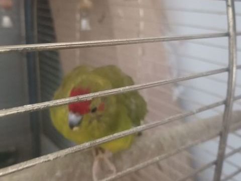 Kakariki 70 40700 Hagetmau