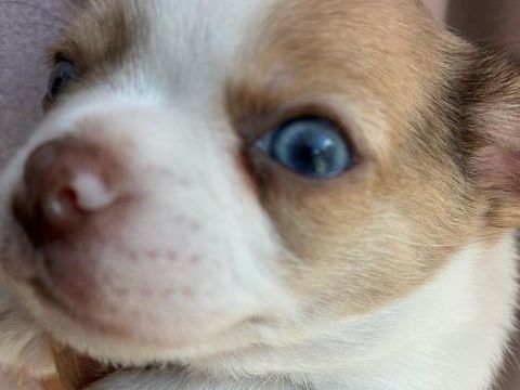 A r&eacute;serv&eacute;  690 86320 Lussac-les-ch�teaux