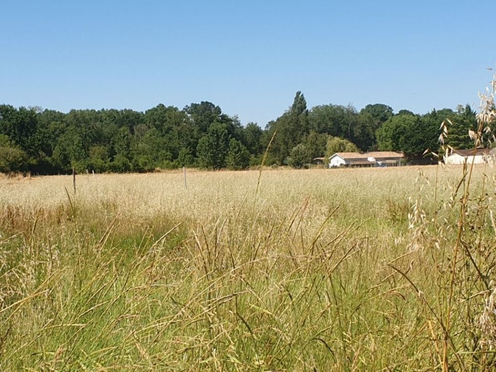   Saint-Christoly-de-Blaye (33920)