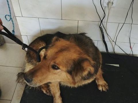 Namaari &agrave; l'adoption 200 67000 Strasbourg