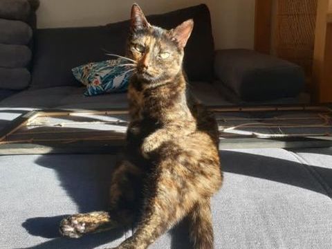 Chat MIA à l adoption 180 13680 Lanon-provence