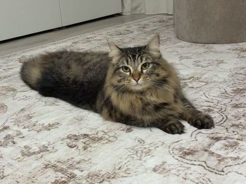 Vanille chatte de 2 ans 100 59200 Tourcoing