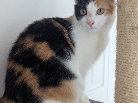 CROQUETTE 0 30290 Laudun-l'ardoise