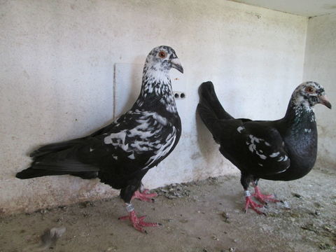 PIGEONS VOYAGEURS PIETRAIN 30 80150 Crécy-en-ponthieu