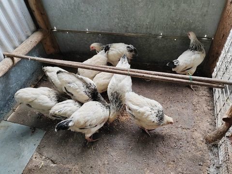 Don gratuit poulettes sussex hermine pur race 0 76760 Yerville