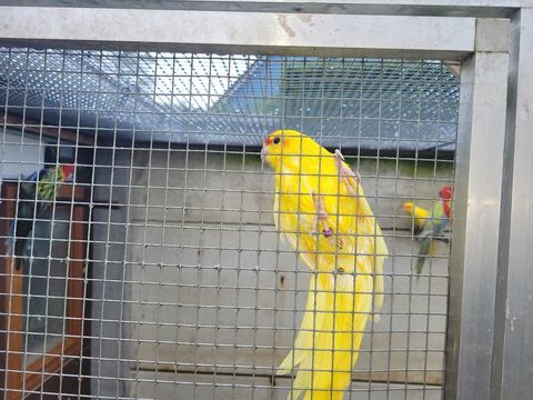  kakarikis croupions . 30 76190 Auzebosc