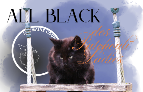 Chatons maine coon 1300 78730 Saint-arnoult-en-yvelines