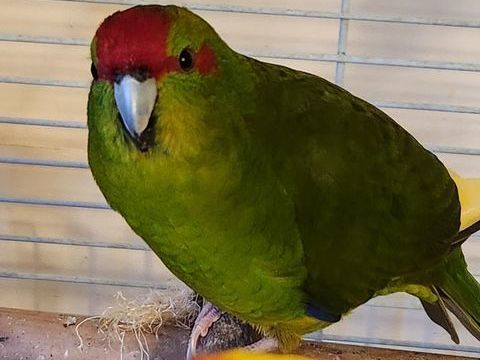 3 kakarikis (grandes perruches)
100 91310 Leuville-sur-orge