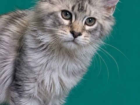 Berlioz, le maine coon aristochat au c?ur d'argent 1000 53220 Larchamp